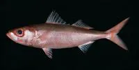 Japanese rubyfish (Erythrocles schlegelii)