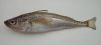 Japanese sandfish (Arctoscopus japonicus)