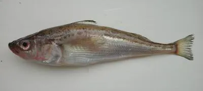 Japanese sandfish (Arctoscopus japonicus)