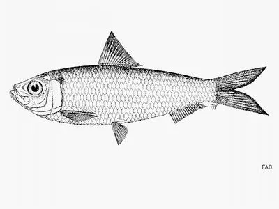 Japanese sardinella (Sardinella zunasi)