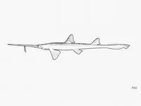Japanese sawshark (Pristiophorus japonicus)
