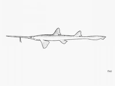 Japanese sawshark (Pristiophorus japonicus)