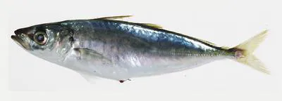 Japanese scad (Decapterus maruadsi)
