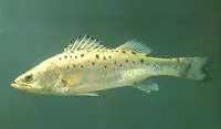 Japanese seabass (Lateolabrax japonicus)