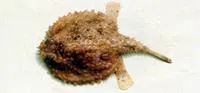 Japanese seabat (Dibranchus japonicus)