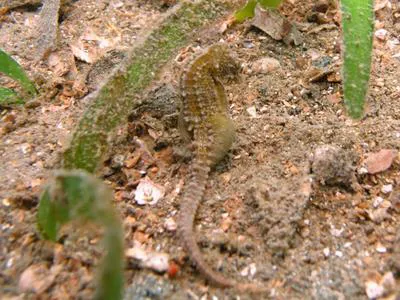 Japanese seahorse (Hippocampus mohnikei)