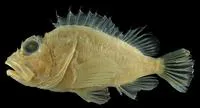Japanese shortspined scorpionfish (Scorpaena brevispina)