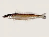 Japanese sillago (Sillago japonica)