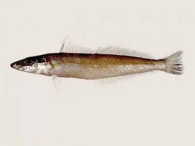 Japanese sillago (Sillago japonica)