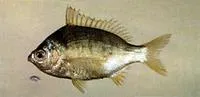 Japanese silver-biddy (Gerres japonicus)