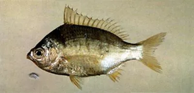 Japanese silver-biddy (Gerres japonicus)