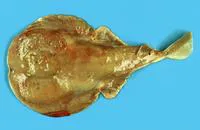 Japanese sleeper ray (Narke japonica)