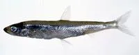 Japanese smelt (Hypomesus nipponensis)