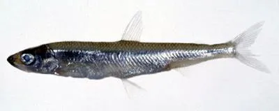 Japanese smelt (Hypomesus nipponensis)