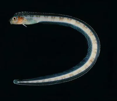 Japanese snake blenny (Xiphasia matsubarai)