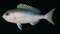 Japanese snapper (Paracaesio caerulea)