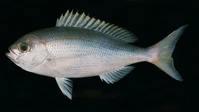 Japanese snapper (Paracaesio caerulea)