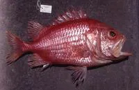Japanese soldierfish (Ostichthys japonicus)