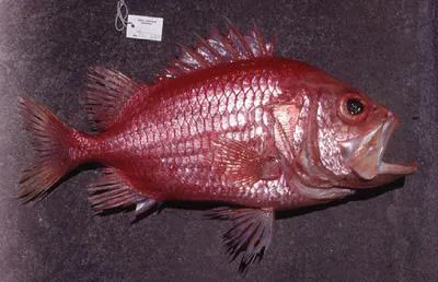 Japanese soldierfish (Ostichthys japonicus)