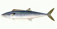 Japanese Spanish mackerel (Scomberomorus niphonius)