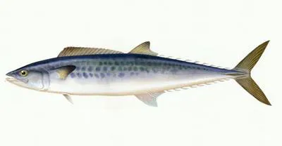 Japanese Spanish mackerel (Scomberomorus niphonius)