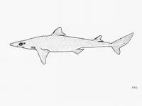 Japanese spurdog (Squalus japonicus)