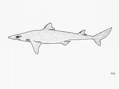 Japanese spurdog (Squalus japonicus)
