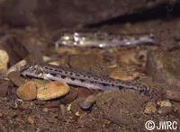 Japanese striped loach (Cobitis biwae)