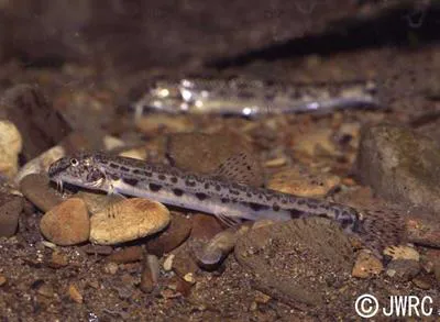 Japanese striped loach (Cobitis biwae)