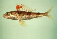 Japanese thread-sail fish (Hime japonica)