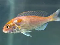 Japanese threadfin bream (Nemipterus japonicus)