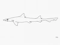 Japanese topeshark (Hemitriakis japanica)