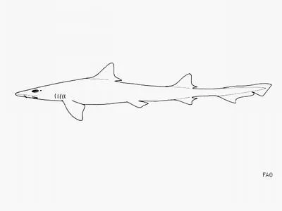 Japanese topeshark (Hemitriakis japanica)