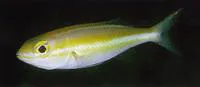 Japanese whiptail (Pentapodus nagasakiensis)