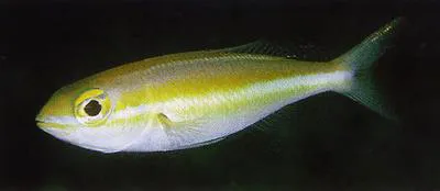 Japanese whiptail (Pentapodus nagasakiensis)