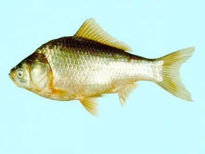 Japanese (white) crucian carp (Carassius cuvieri)