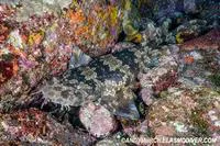 Japanese wobbegong (Orectolobus japonicus)