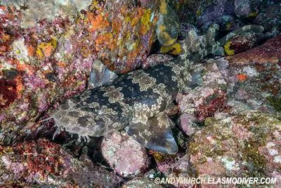 Japanese wobbegong (Orectolobus japonicus)