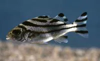 Jarbua terapon (Terapon jarbua)