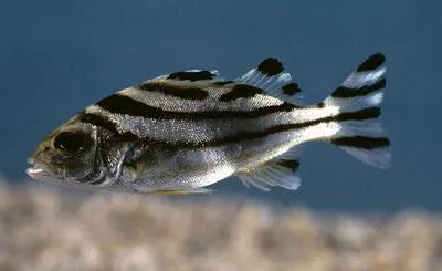 Jarbua terapon (Terapon jarbua)