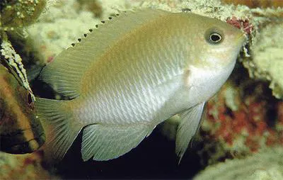 Java damsel (Pomacentrus javanicus)
