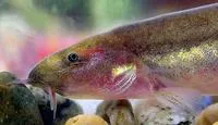 Java loach (Pangio oblonga)