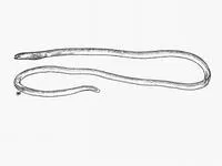 Java spaghetti eel (Moringua javanica)