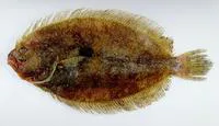 Javan flounder (Pseudorhombus javanicus)
