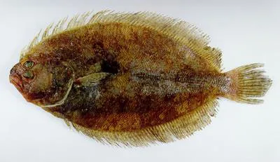 Javan flounder (Pseudorhombus javanicus)