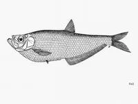 Javan ilisha (Ilisha pristigastroides)
