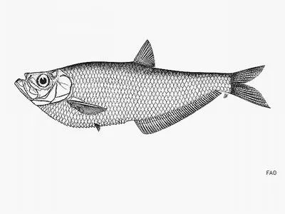 Javan ilisha (Ilisha pristigastroides)