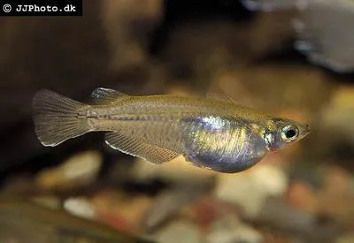 Javanese ricefish (Oryzias javanicus)