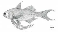 Javanese threadfin (Filimanus hexanema)