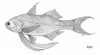 Javanese threadfin (Filimanus hexanema)